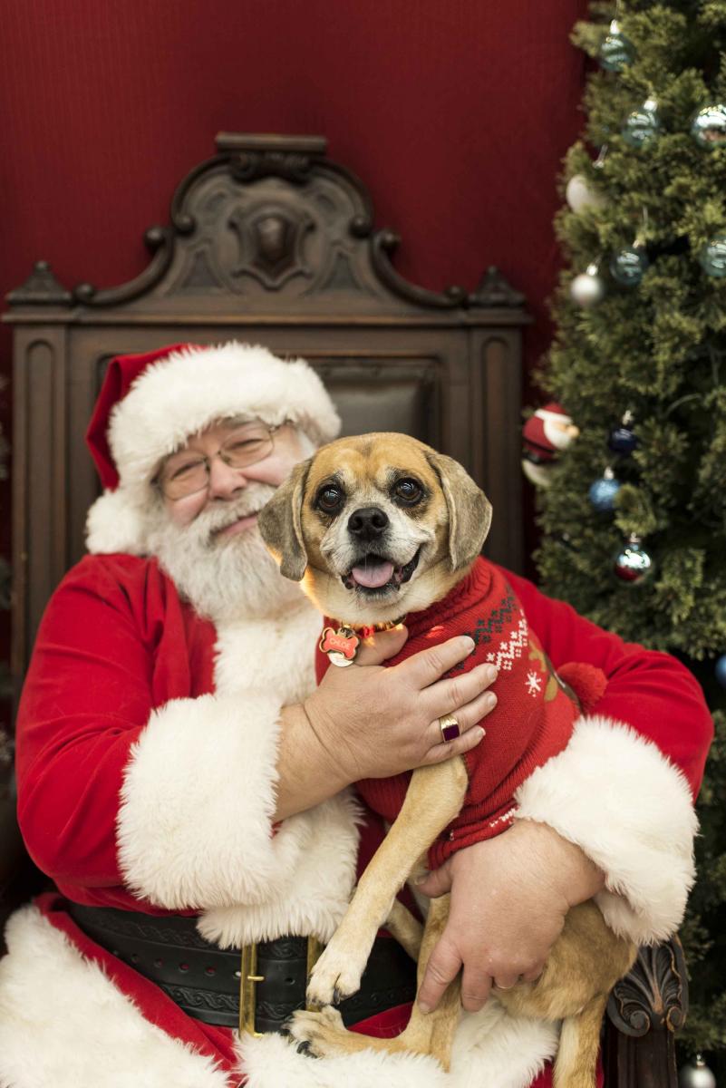 Santa and dogs