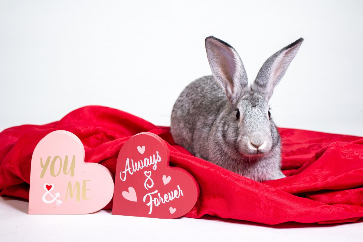 Rabbit next to Valentine's Day sign