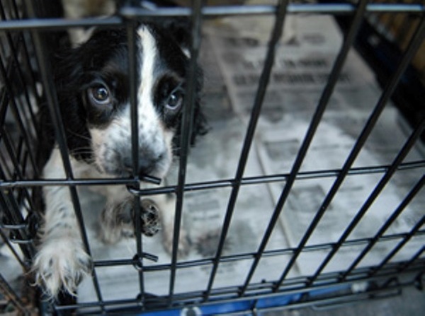 Puppy in cage