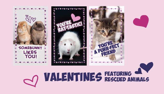 Valetines featuring rescued animals 