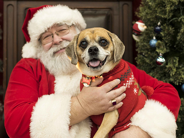 Dog with Santa