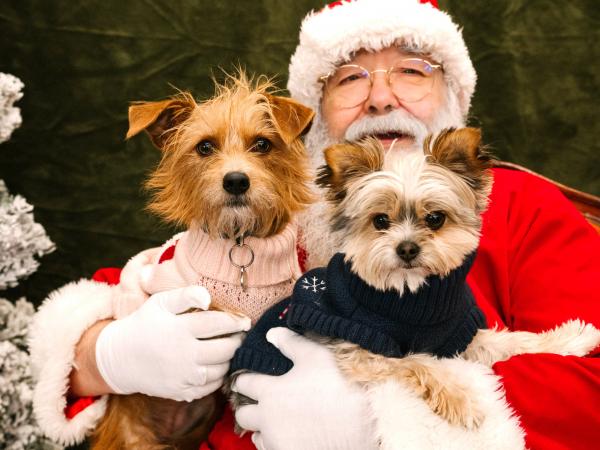 Santa with two small dogs
