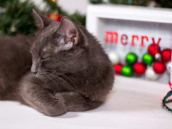 Cat with merry sign