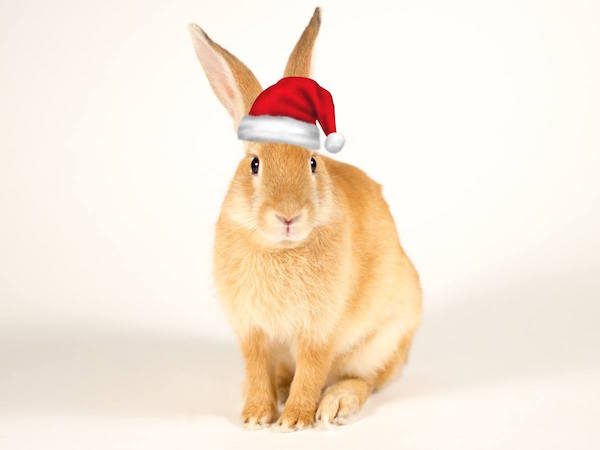 Petunia the bunny with santa hat