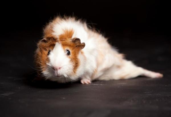 Bugsy the guinea pig