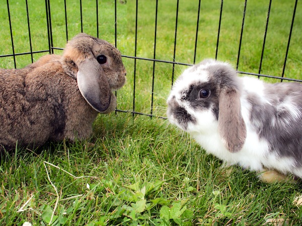 Daffodil and Sadie, two of the rescued rabbits