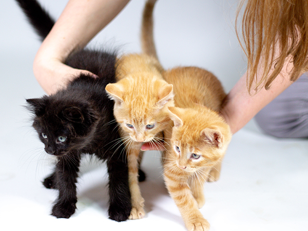 Kittens being positioned for a photo