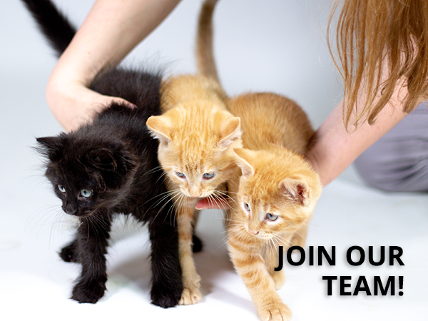 A group of three kittens being guided by a woman with "Join our team" in text