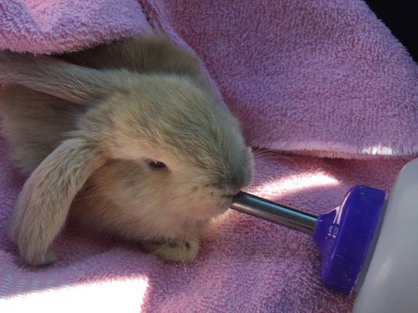Paddy the rescued baby bunny 