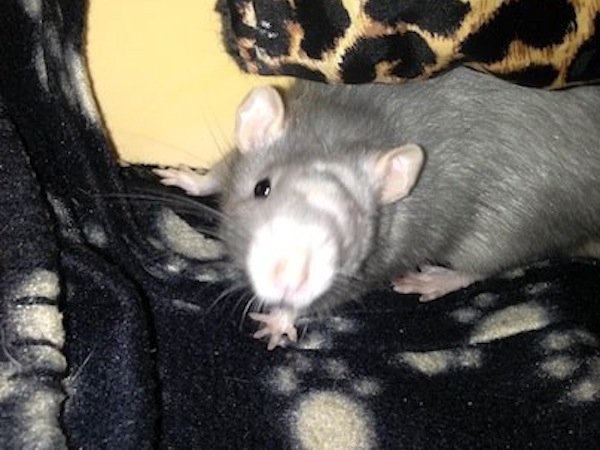 Reggie the rat