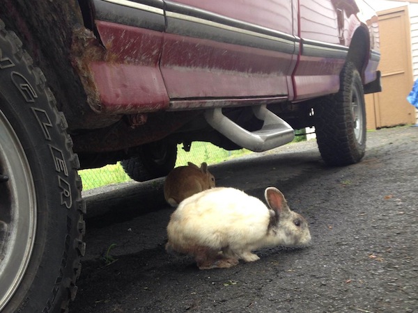 Bunnies under a car