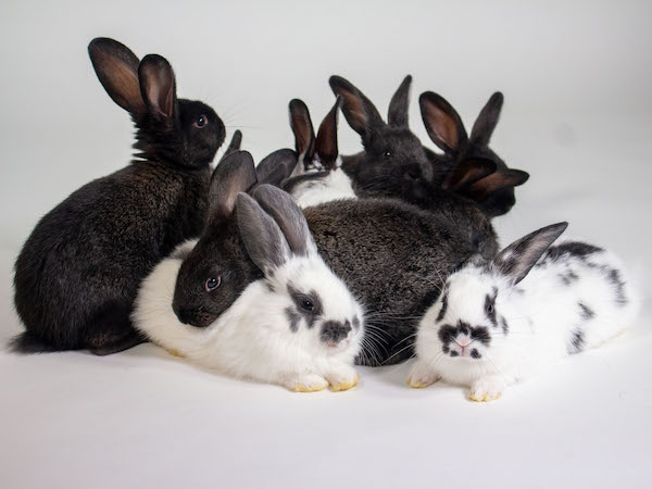 A group of rescued baby bunnies